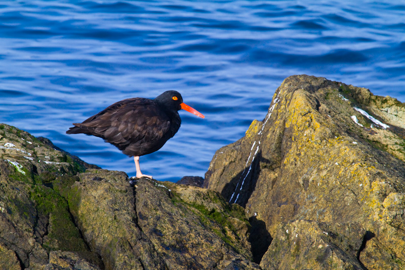 Black Oystercatcher